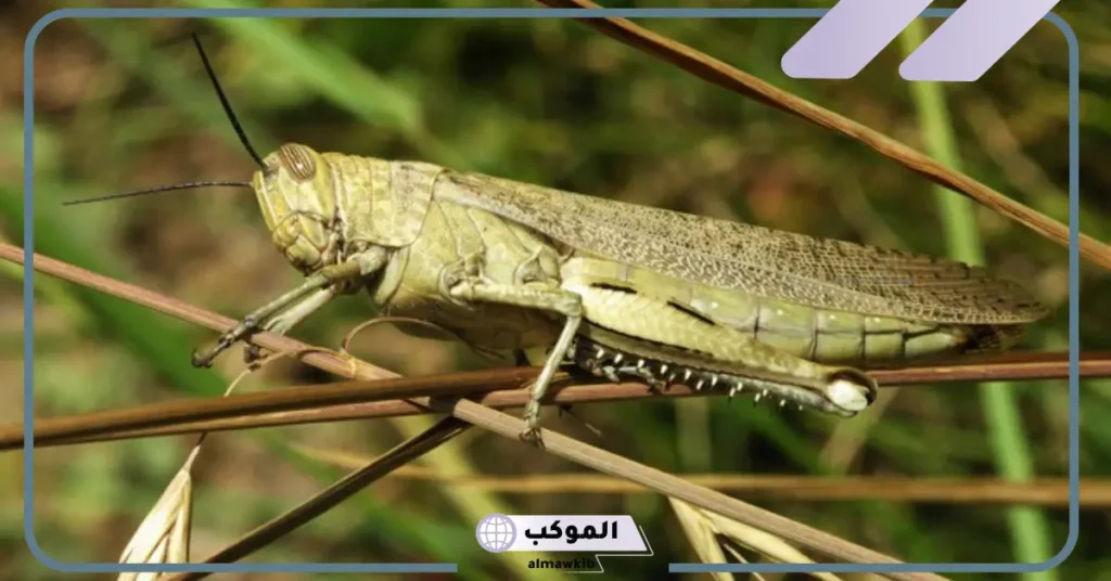 تفسير حلم رؤية جرادة واحدة في المنام لابن سيرين والنابلسي 6 تفسير حلم الجراد في منام العزباء