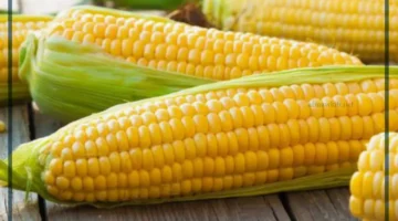 الذرة في المنام