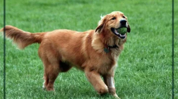 الكلب في المنام