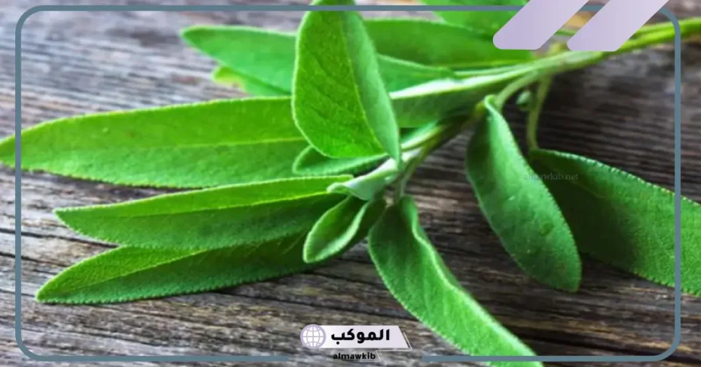 تجربتي مع الميرمية للحمل بتوأم وفوائدها كاملة 6 فوائد الميرمية للحمل