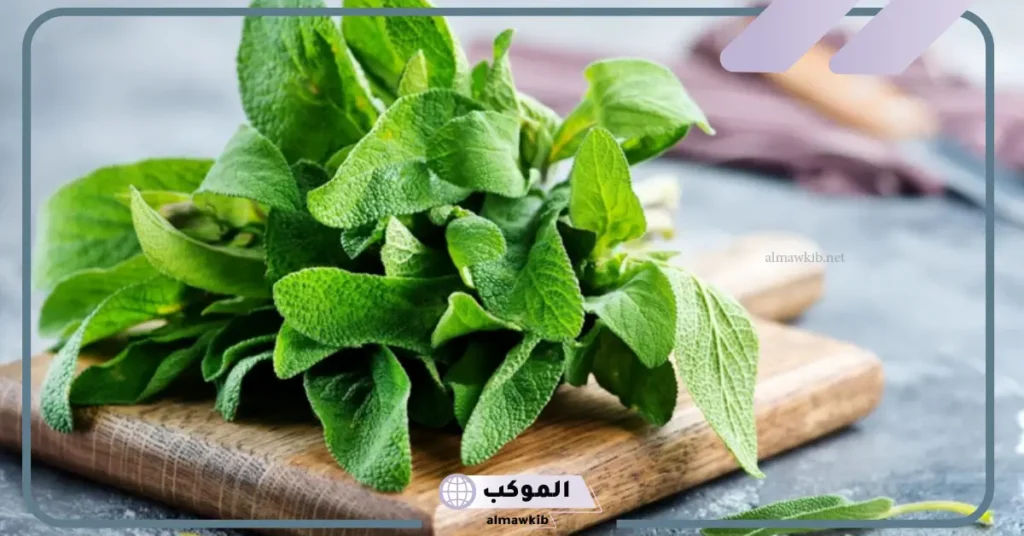 تجربتي مع الميرمية للحمل بتوأم وفوائدها كاملة 5 متى تشرب الميرمية للحمل بتوأم