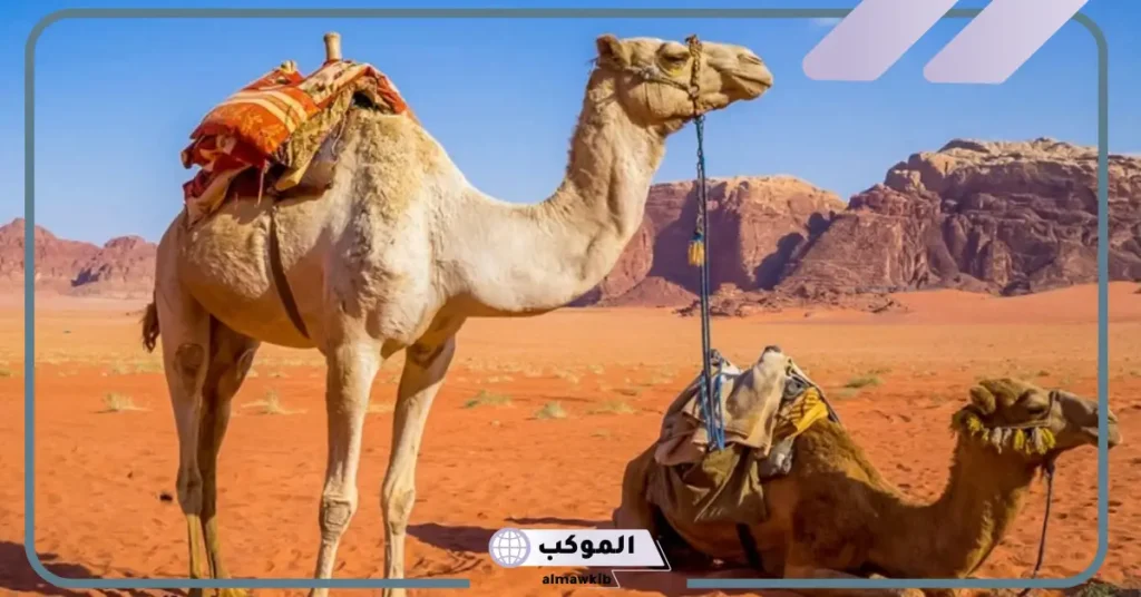 تفسير حلم الناقة تطاردني في المنام للمتزوجة لابن سيرين والنابلسي 5 تفسير حلم ناقة تطاردني للمتزوجه