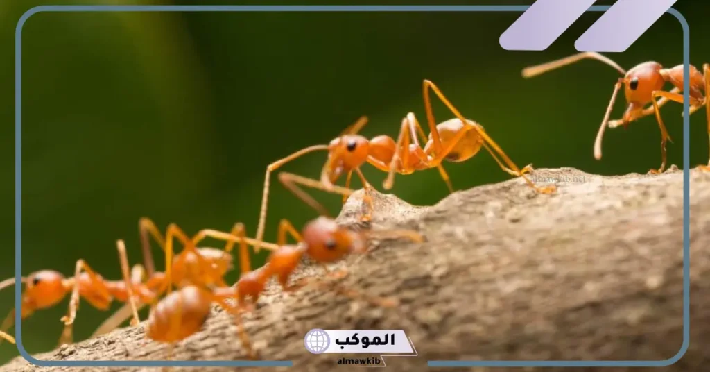 تفسير حلم قرص النمل في المنام للمرأة والرجل لابن سيرين 5 تفسير قرص النمل في المنام للعزباء