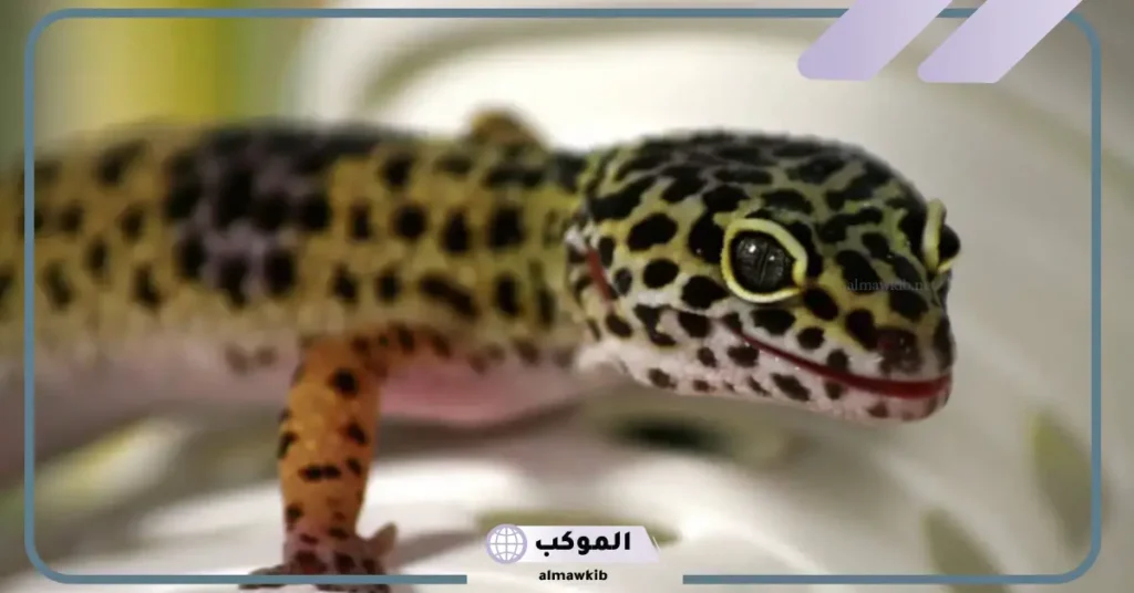 رمز الوزغ في المنام للمتزوجة 