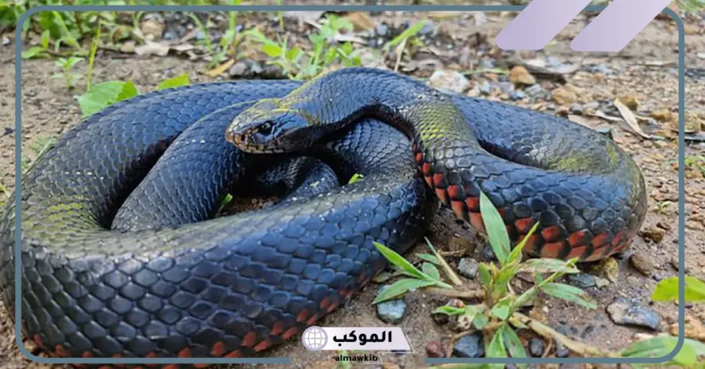 تفسير حلم لدغة الثعبان لشخص اخر في المنام لابن سيرين والنابلسي 5 تفسير حلم لدغة الثعبان لشخص اخر للعزباء