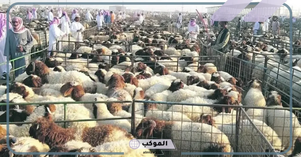 قرار رسمي ببيع المواشي الحية في السعودية بالوزن لتحقيق العدالة وعدم تزويد الأسعار 