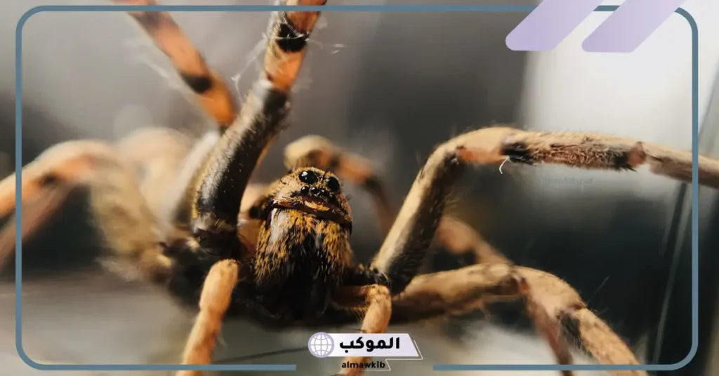 الحلم بعنكبوت كبير أسود في المنام للمرأة والرجل لابن سيرين 5 رؤية عنكبوت في المنام للعزباء