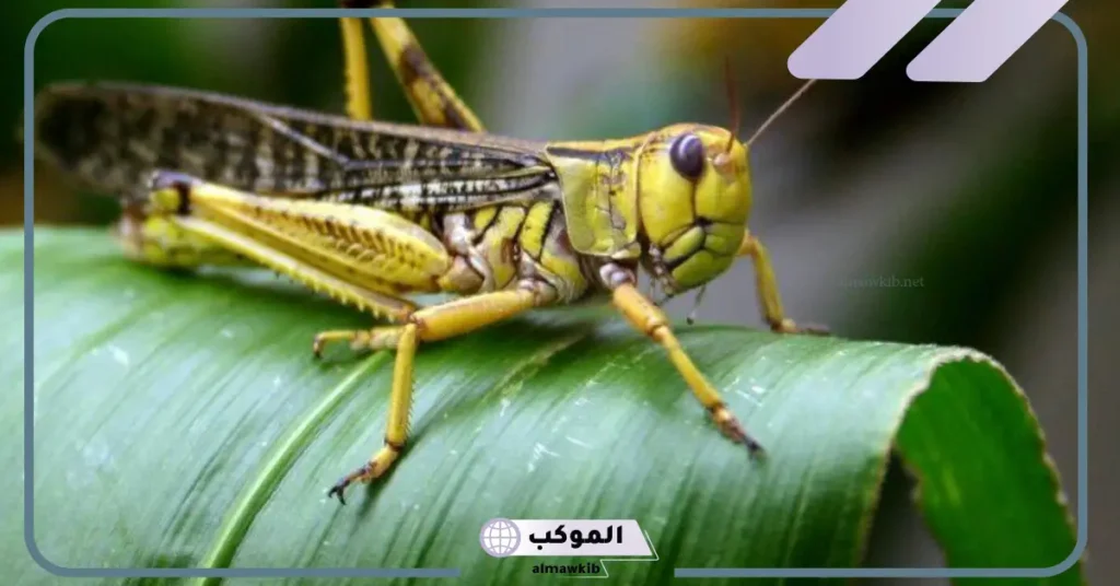 تفسير حلم رؤية جرادة واحدة في المنام لابن سيرين والنابلسي 5 رؤية جرادة واحدة في المنام للرحل