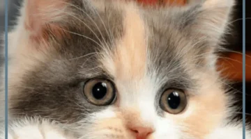 جمل عن القطط