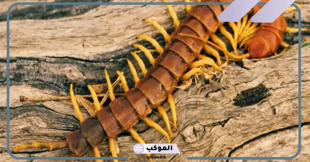 تفسير رؤية ام اربعة واربعين في المنام للمرأة لابن سيرين 5 رؤية أم أربعة وأربعين في المنام للرجل