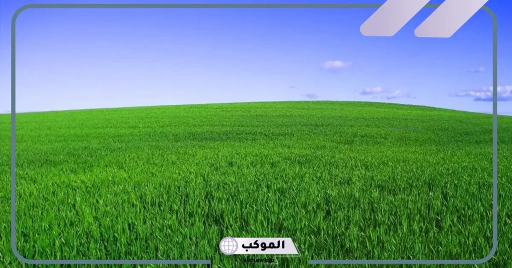 تفسير رؤية أرض خضراء واسعة في المنام للعزباء