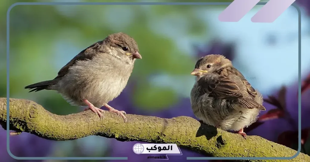 تفسير حلم العصفور في اليد للرجل والمرأة لابن سيرين 5 تفسير حلم العصفور في اليد للعزباء