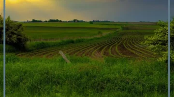 حلمت بارض خضراء