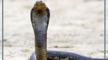 حلمت بالثعبان