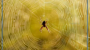 حلمت بعنكبوت