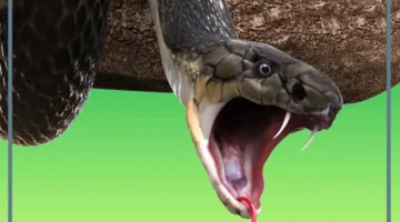 حلمت بقتل الحية