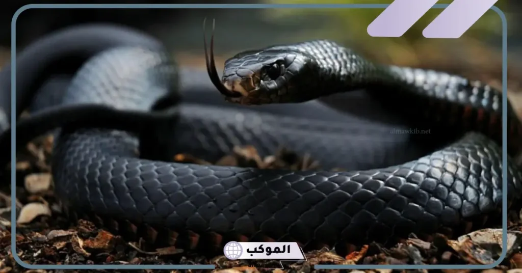 رؤية الثعبان الأسود في المنام للمتزوجة 