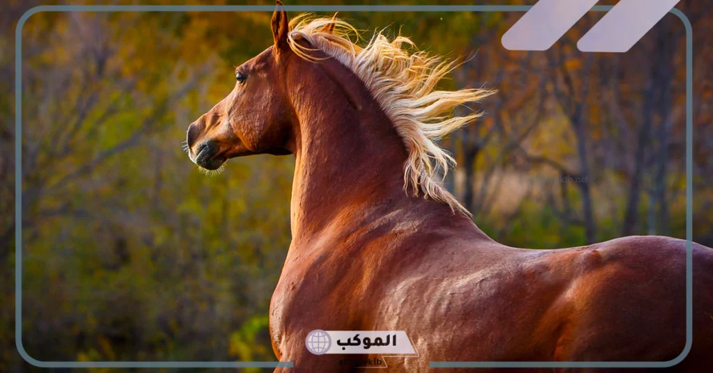 تفسير حلم الحصان البني في البيت 