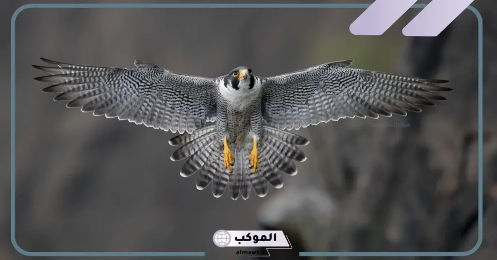 تفسير حلم الصقر في البيت للمرأة والرجل في المنام لابن سيرين 5 رؤية الصقر في المنام للعزباء