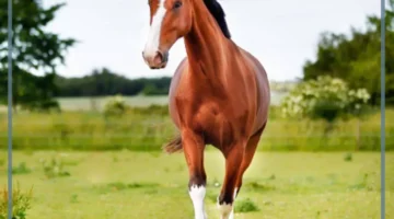 رؤية الحصان البني