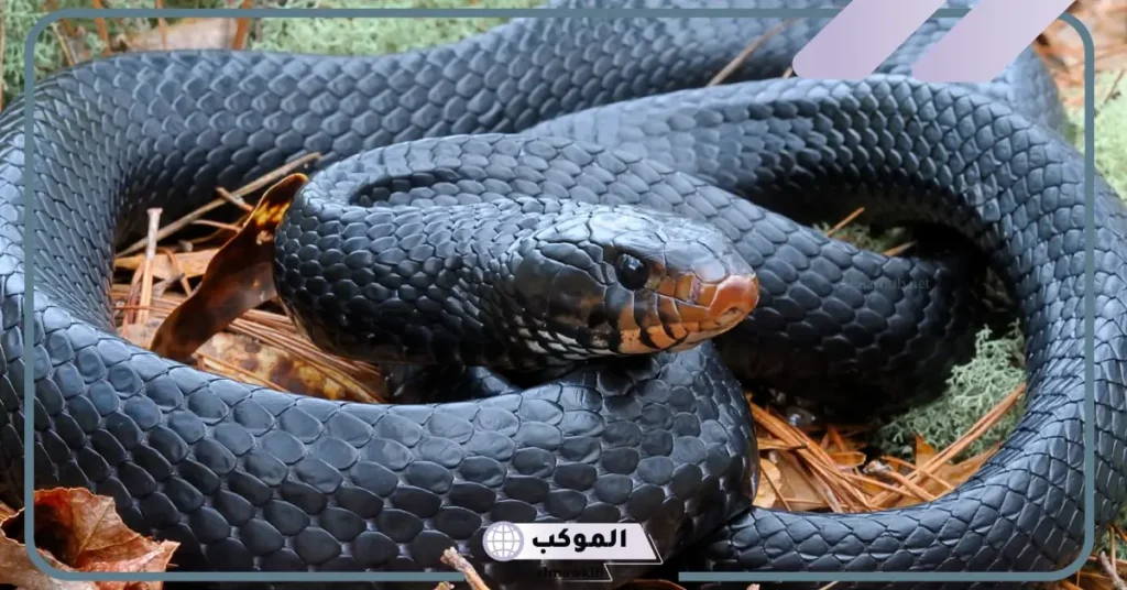 تفسير حلم لدغة الثعبان لشخص اخر في المنام لابن سيرين والنابلسي 6 تفسير حلم لدغة الثعبان لشخص اخر للمتزوجة