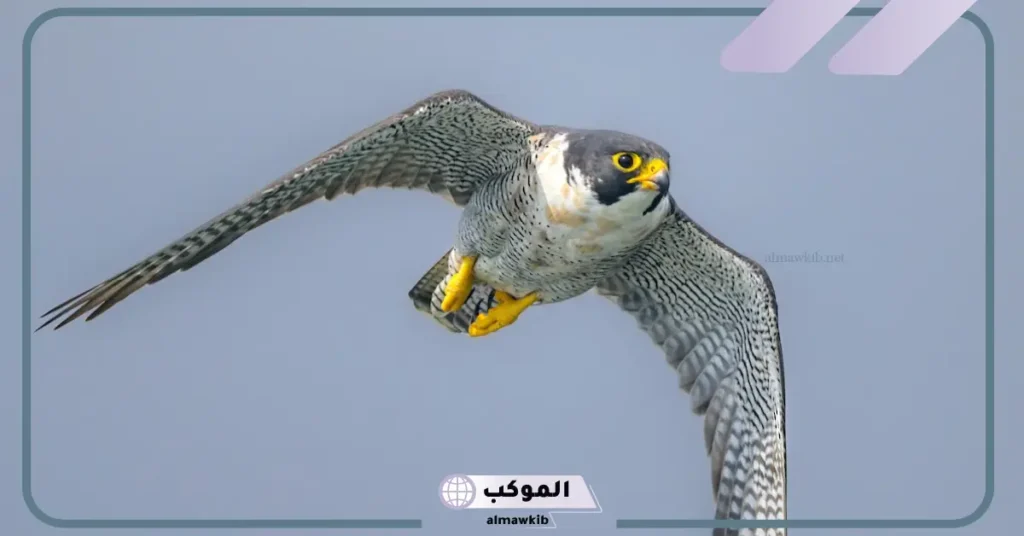 تفسير حلم الصقر في البيت للمرأة والرجل في المنام لابن سيرين 6 رؤية الصقر في المنام للمتزوجة