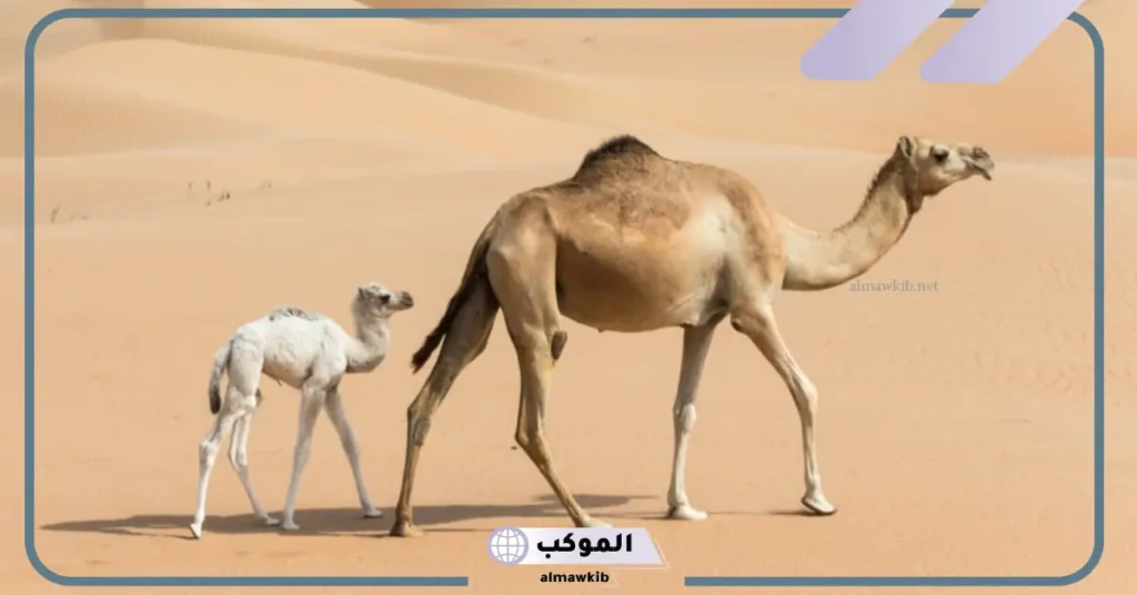 تفسير حلم الناقة تطاردني في المنام للمتزوجة لابن سيرين والنابلسي 6 تفسير حلم الناقة للمتزوجة