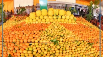 فعاليات مهرجان الحمضيات