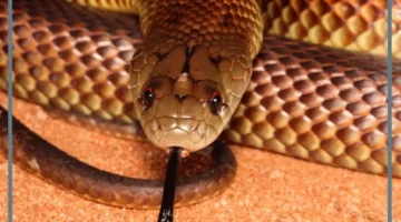 قتل الثعبان