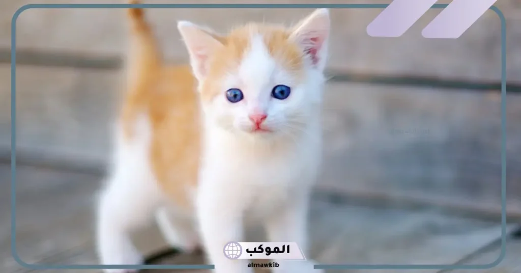 خلفيات قطط كيوت بيضاء 