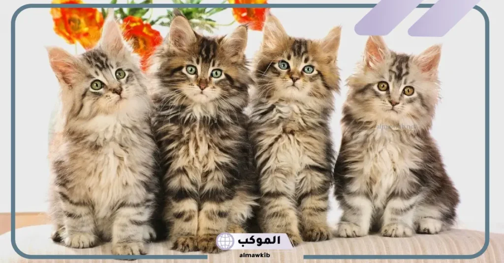 عبارات عن حب القطط