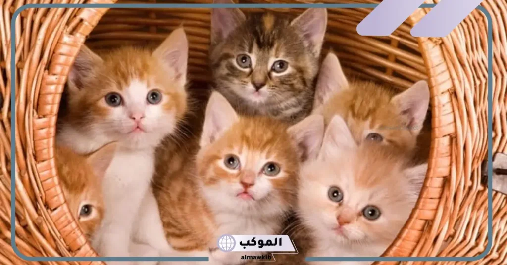 كلمات حلوة عن القطط تويتر