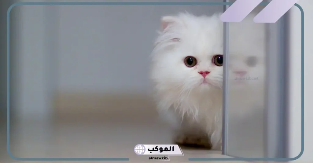 صور قطط حقيقية 