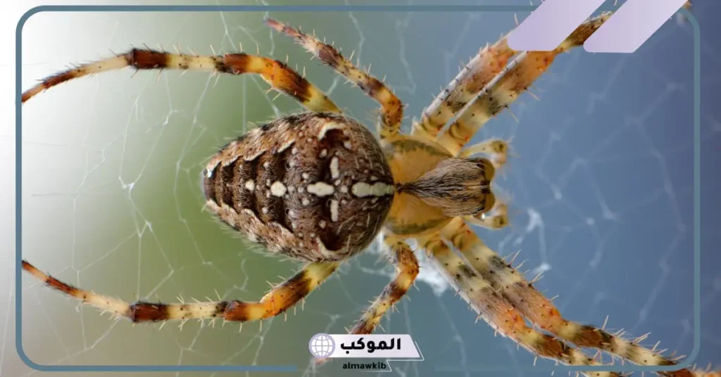 الحلم بعنكبوت كبير أسود في المنام للمرأة والرجل لابن سيرين 6 رؤية العنكبوت في المنام للمتزوجة