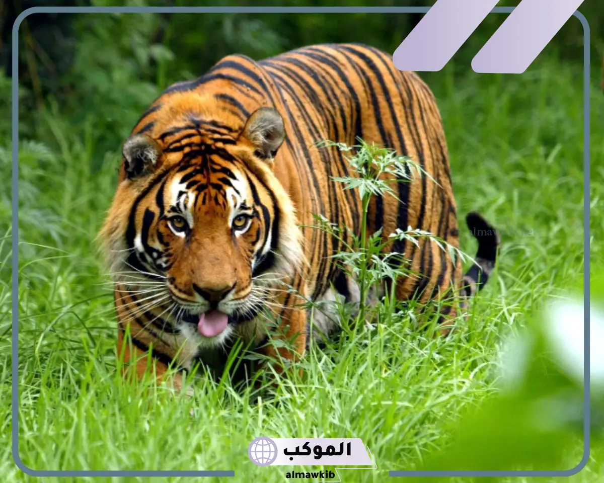 تفسير حلم نمر يهجم علي في المنام لابن سيرين