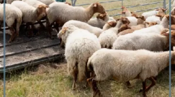 وزن المواشي في المملكة