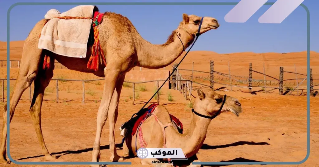 تفسير حلم الجمل الصغير في المنزل للرجل لابن سيرين 6 تفسير حلم الجمل الصغير في المنزل للمتزوجة