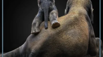 أسماء ذكور الحيوانات