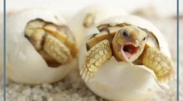 اسنان السلحفاة