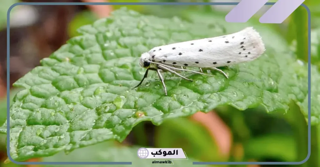 تفسير حلم الحشرات الطائره في المنام داخل المنزل لابن سيرين 5 رؤية الحشرات في المنام للمتزوجة