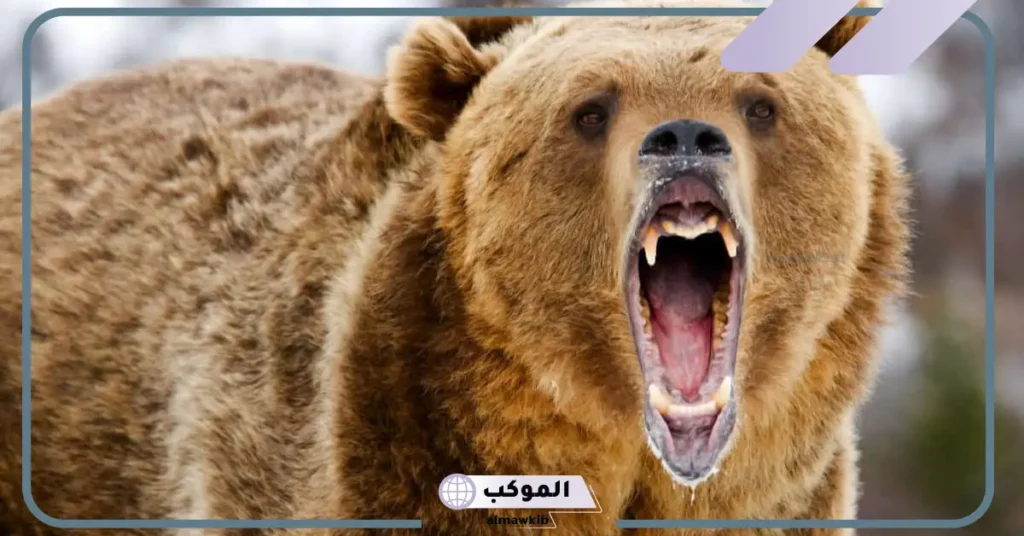 تفسير حلم دب يلاحقني في المنام ويريد الهجوم علي لابن سيرين 6 تفسير رؤية الدب في المنام للمتزوجة