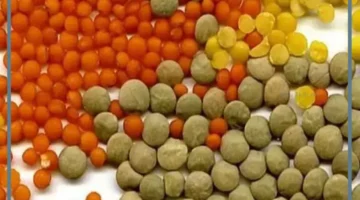 العدس في المنام بشارة خير