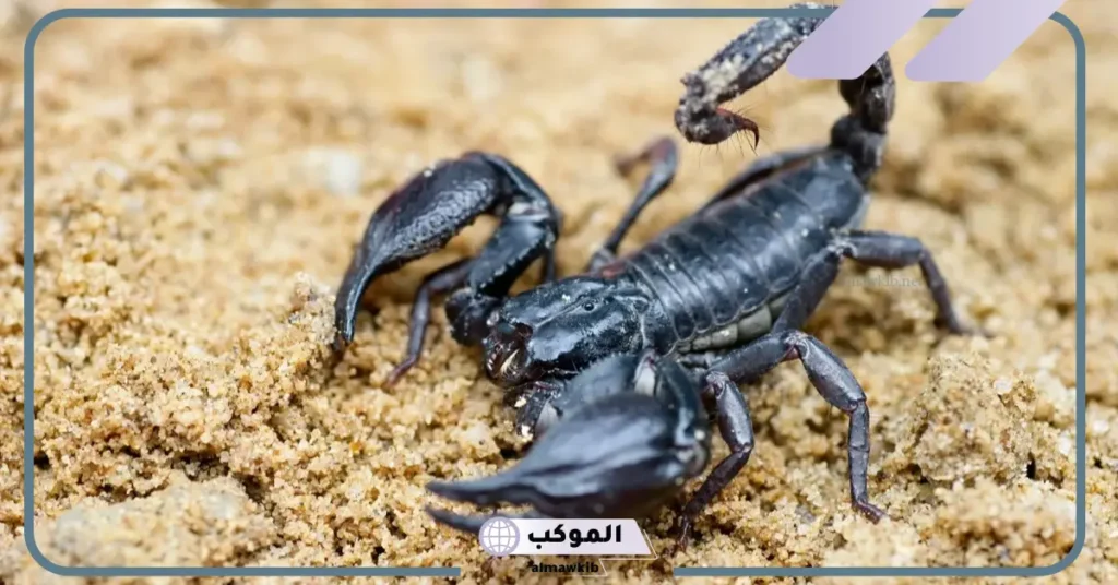 تفسير حلم العقارب الكثيرة في المنام تطاردني لابن سيرين 6 رؤية العقرب في المنام للعزباء