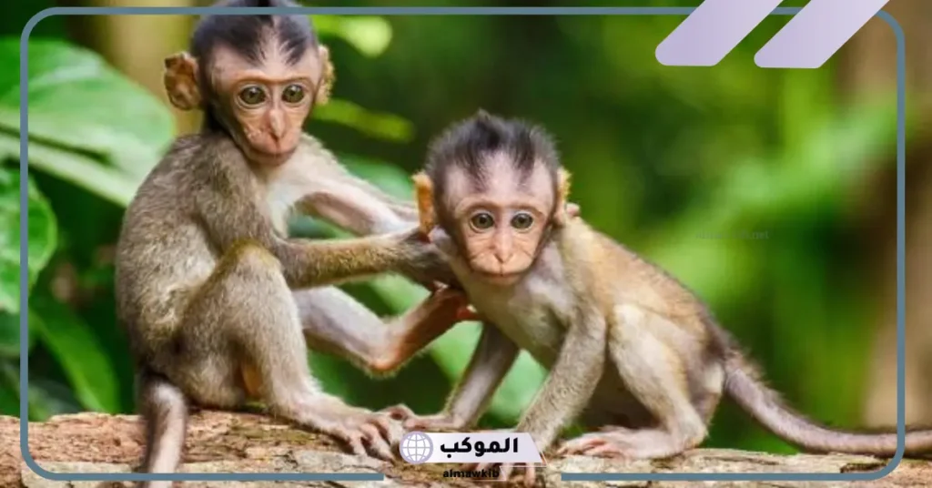 تفسير حلم القرد الصغير في المنام للعزباء لابن سيرين 5 تفسير حلم قرد يلاحقني للعزباء