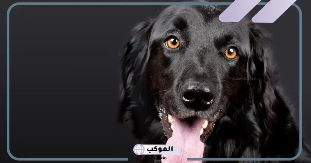 تفسير حلم رؤية الكلاب السوداء في المنام لابن سيرين 5 رؤية الكلاب السوداء في المنام والخوف منها للعزباء