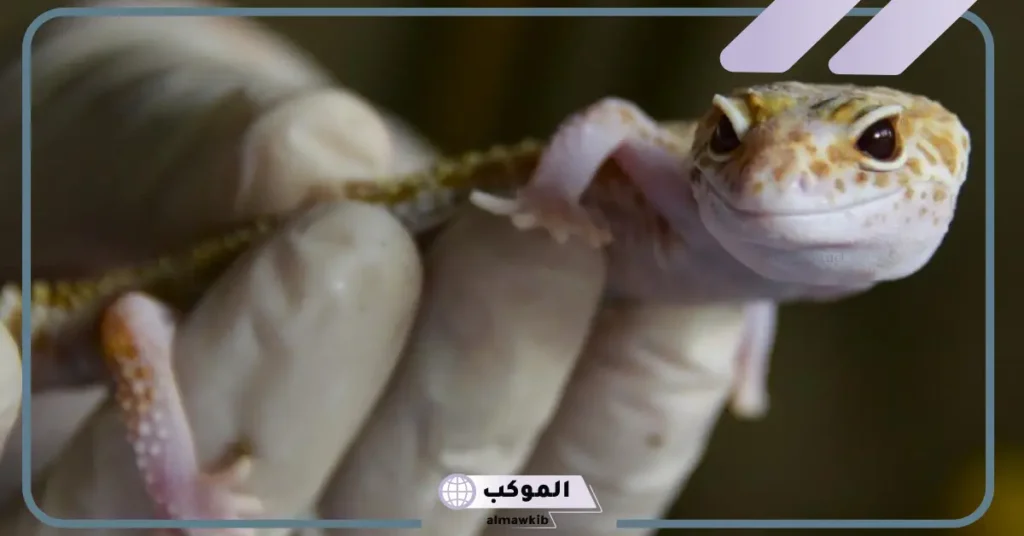 رؤية البرص في المنام للعزباء