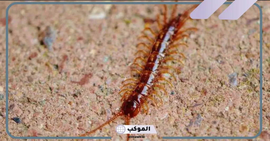 تفسير حلم أم أربعة وأربعين للرجل وقتلها 