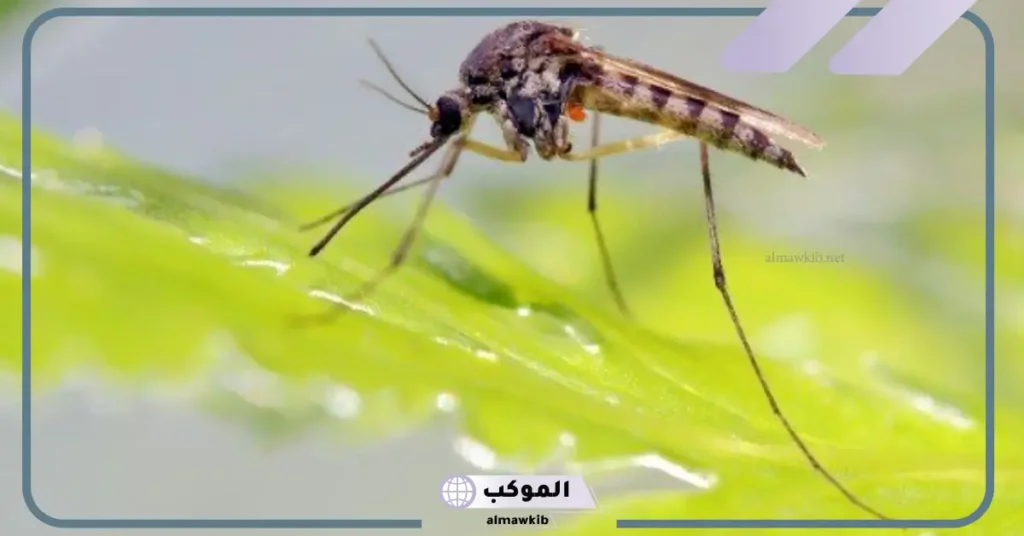 تفسير حلم الحشرات الطائره في المنام داخل المنزل لابن سيرين 6 تفسير حلم الحشرات السوداء للمتزوجة