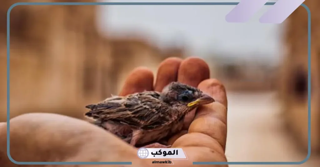 فقرة هل تعلم عن الرحمة