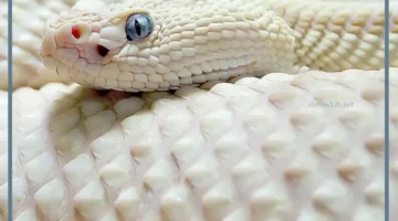 حلم الحية البيضاء